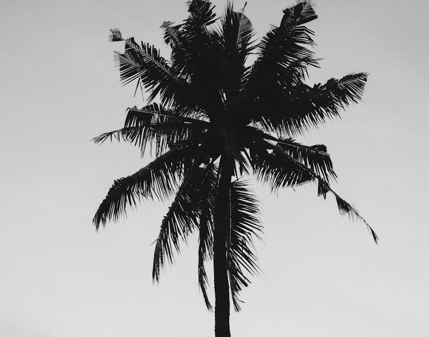 coconut tree under gray sky