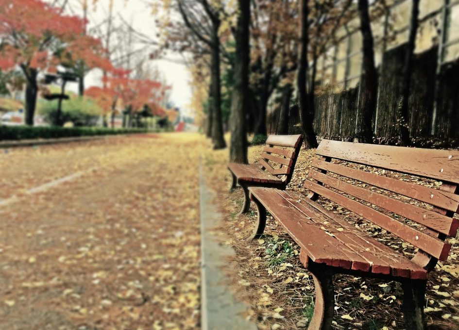 brown wooden bench with brown dried leaves