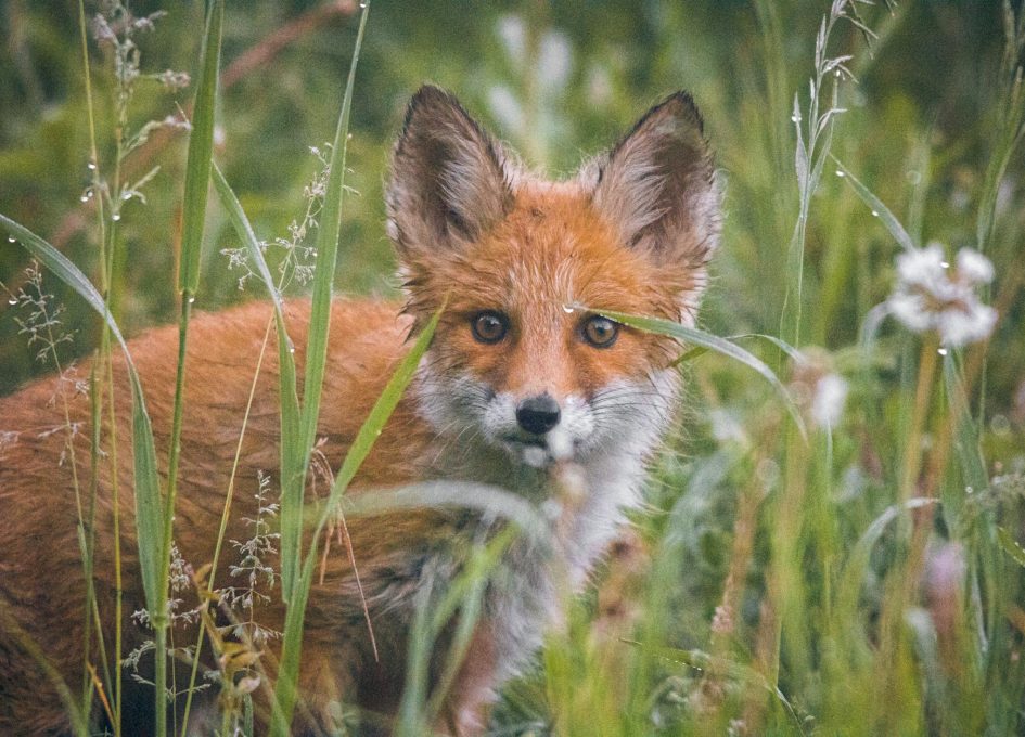 brown and white fox on green grass